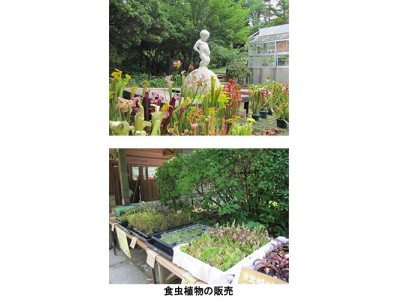 六甲高山植物園　開園85周年特別企画「食虫植物のひみつ展」開催中！