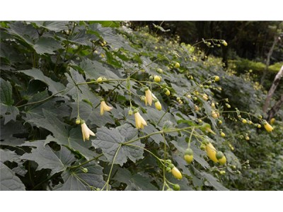 六甲高山植物園　日本一の栽培株数　約3,000株のキレンゲショウマが咲き始めました！
