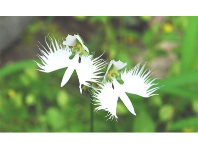 六甲高山植物園　天翔る白鷺の如き花　サギソウが見頃です！
