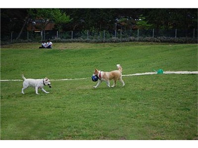 愛犬と過ごす秋の六甲山カンツリーハウス 六甲山のドッグラン 開催 9月8日 土 11月4日 日 の土曜 日曜 祝日 企業リリース 日刊工業新聞 電子版