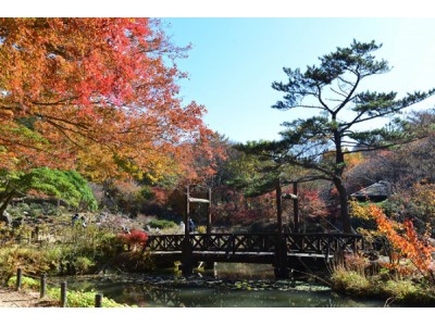 六甲高山植物園　市街地よりも一足早い　「紅葉」が色づき始めました！