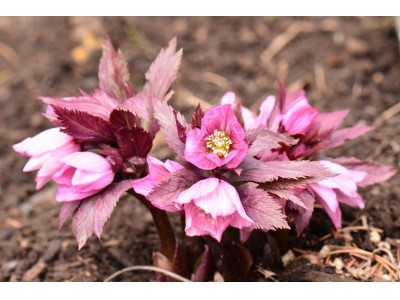 六甲高山植物園　冬季休園・特別開園のお知らせ