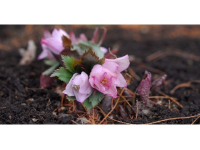 幻の花　ヘレボルス・チベタヌスを愛でる　六甲高山植物園「クリスマスローズ展」初開催