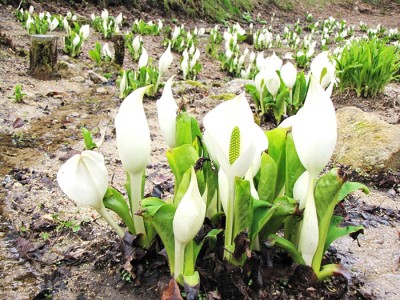 600株のミズバショウに囲まれる春　六甲高山植物園　ミズバショウまつり