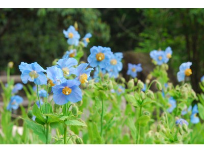 六甲高山植物園　1,500株の大群落　西日本最大級 特別展「ヒマラヤの青いケシ」