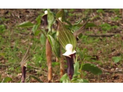 六甲高山植物園 ユニークな姿の人気者 ユキモチソウが咲き始めました!