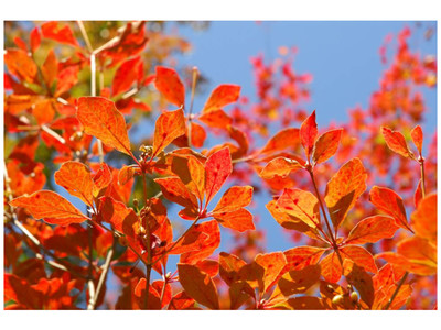六甲高山植物園 一足早く「紅葉」が見頃！ ライトアップイベント「夜の紅葉散策」も開催中
