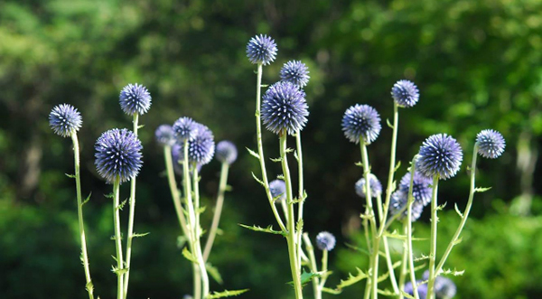 六甲高山植物園 絶滅が危惧される貴重な花 「ヒゴタイ」8月下旬まで見頃です！