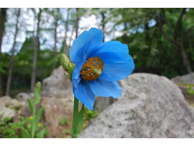 六甲高山植物園 世界中のあこがれの高山植物！ 秘境の花「ヒマラヤの青いケシ」が見頃