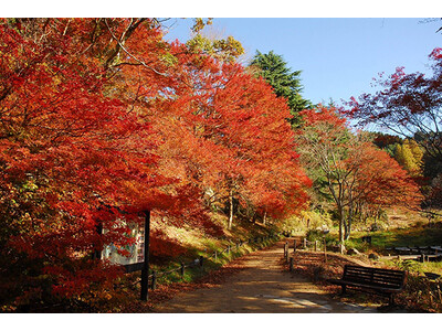 六甲高山植物園 一足早く「紅葉」が見頃！ 夜間イベント「ひかりの森～夜の芸術散歩～」も開催中