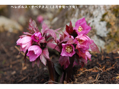 【六甲高山植物園】3月16日（土）シーズンOPEN！『牧野の足あと～博士と関西の仲間たち～』開催