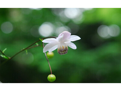 六甲高山植物園 林床に咲く涼しげな花 森の妖精 レンゲショウマが見頃です！