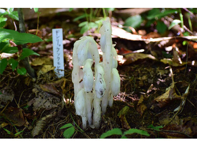 六甲高山植物園 神出鬼没？！ギンリョウソウモドキが開花しました！