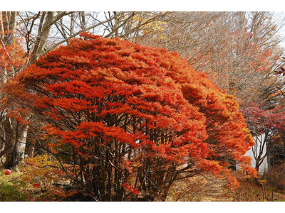 六甲高山植物園 樹齢約100年の大木！ ドウダンツツジの紅葉が見頃 夜間イベント「ひかりの森～夜の芸術散歩～」も開催中