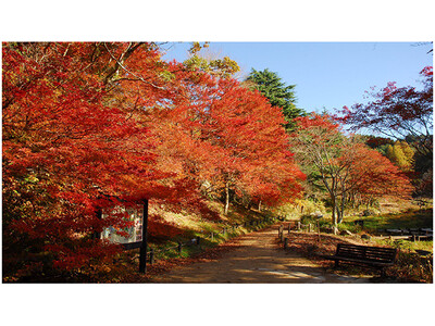 六甲高山植物園 紅葉見頃のため12月1日（日）まで 延長営業決定 夜間イベント「ひかりの森～夜の芸術散歩～」も追加開催決定