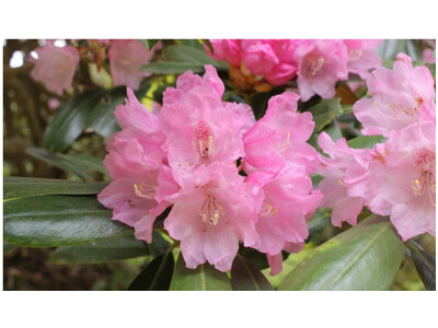 六甲高山植物園 ベストシーズン到来!花木の王様 ツクシシャクナゲが見頃です