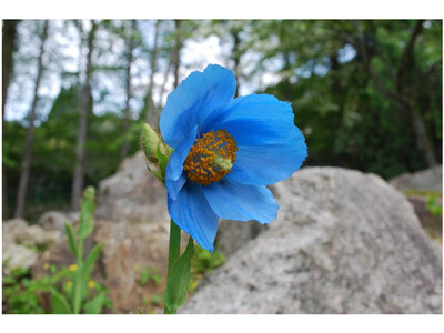 六甲高山植物園 世界中のあこがれの高山植物！ 秘境の花「ヒマラヤの青いケシ」が開花
