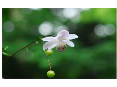 六甲高山植物園 林床に咲く涼しげな花 森の妖精 レンゲショウマが見頃です！