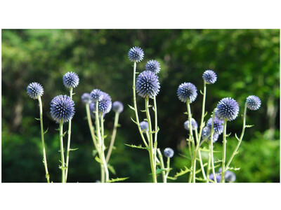 六甲高山植物園 絶滅が危惧される貴重な花 「ヒゴタイ」8月下旬まで見頃です！