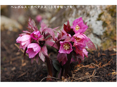 【六甲高山植物園】3月14日（土）シーズンオープン！ シーズンオープン記念『横山直樹氏特別ガイド』開催