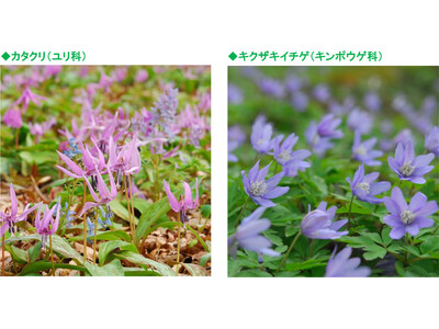 六甲高山植物園～春の妖精～ 「カタクリ、キクザキイチゲ」の群落が見頃です！