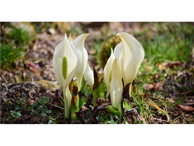 六甲高山植物園～春を告げる純白の花～ 「ミズバショウ」の群落が見頃です！