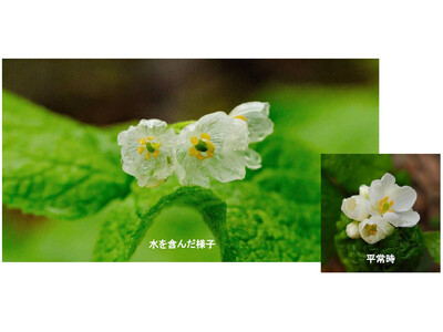六甲高山植物園 雨に濡れると透ける花　「サンカヨウ」が開花しました！