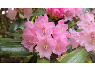 六甲高山植物園 ベストシーズン到来！ 花木の王様 ツクシシャクナゲが見頃です