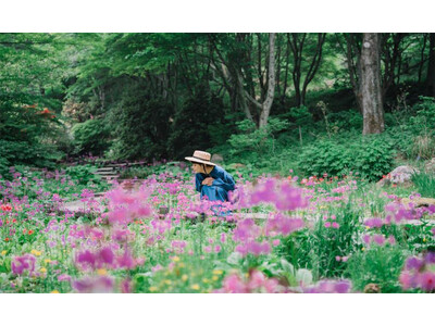 六甲高山植物園 花盛り！ 大群落の「クリンソウ」が見頃です