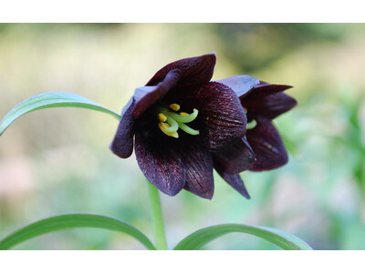 六甲高山植物園 高山植物が続々開花！ 伝説の恋の花 クロユリが見頃です！