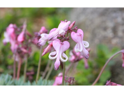 六甲高山植物園 高嶺の花 コマクサ が見頃です！