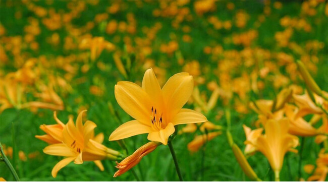 六甲高山植物園 一面に広がる黄色の花畑 約2,000株の「ニッコウキスゲ」が見頃です!