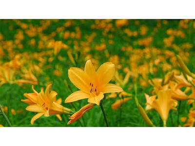 六甲高山植物園 一面に広がる黄色の花畑 約2,000株の「ニッコウキスゲ」が見頃です！