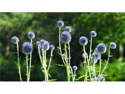 六甲高山植物園 絶滅が危惧される貴重な花「ヒゴタイ」8月下旬まで見頃です！