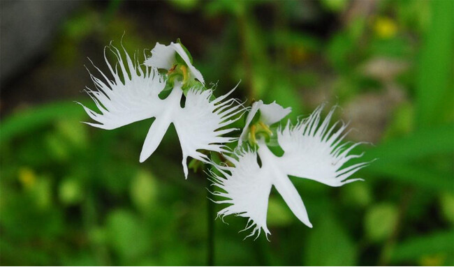 六甲高山植物園 天翔る白鷺（しらさぎ）の如き花 サギソウが開花しました！