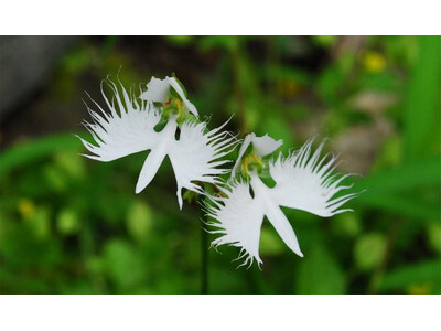六甲高山植物園 天翔る白鷺（しらさぎ）の如き花 サギソウが開花しました！