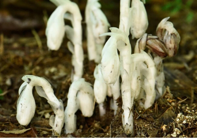 六甲高山植物園 神出鬼没?! ギンリョウソウモドキが今年も開花!