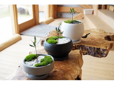 「樹齢千年のオリーヴ大樹」のDNAを継承する「オリーブ盆栽づくり」体験プログラムをスタート