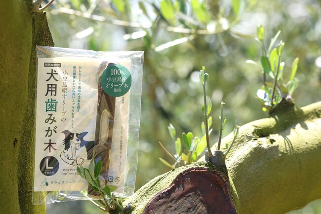 累計1万本突破・発売2周年を記念して小豆島産オリーブ使用「歯みが木」にLサイズ（大きい中型犬用）が数量限定で新登場！