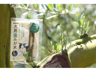 累計1万本突破・発売2周年を記念して小豆島産オリーブ使用「歯みが木」にLサイズ（大きい中型犬用）が数量限定で新登場！