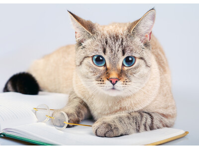 約6割がパーソナルカラーでカラコンを選ぶ。ブルベは寒色系、イエベはブラウン系が人気