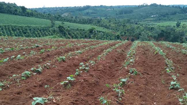 ベトナムでの弊社ベトナム法人AGRIEX農地開発の取り組みについて