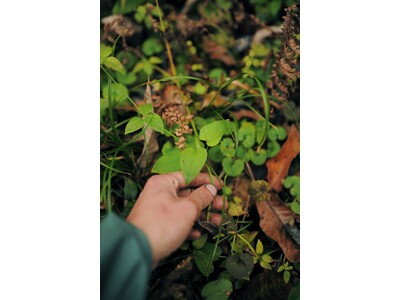 【TIGER MOUNTAIN】吉田勝信 個展「Design, Foraging, Printing」9月3日（水）開催のお知らせ