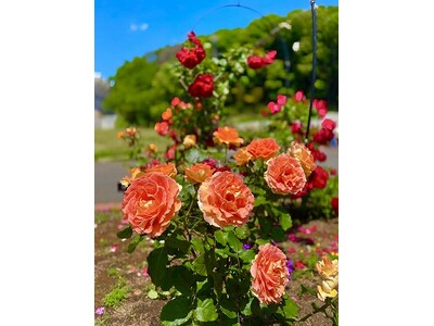 【東京都町田市】野津田公園「Rose　Fest　2024　春」を開催します