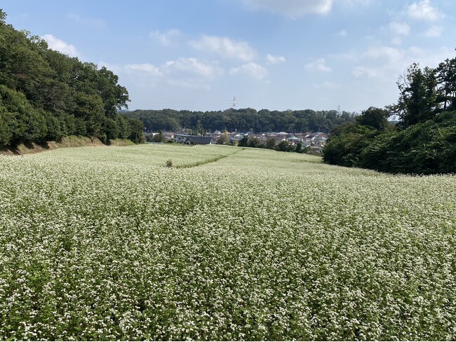 【東京都町田市】七国山の秋の風物詩！そばの花が見頃を迎えます