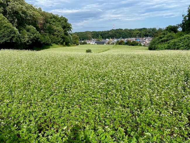 七国山の秋の風物詩！そばの花が見頃を迎えます