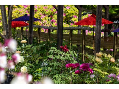 【東京都町田市】「町田薬師池公園四季彩の杜　春フェア2026～花の便り～」を開催します