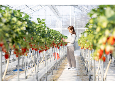 ホテル自家農園でいちご狩り、スイーツなどいちごを存分に楽しむオールインクルーシブステイ「Mercure ...