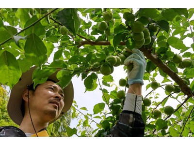 日本一の梅の里・和歌山県みなべ町へ。梅農家が案内する梅畑ガイドツアーとオリジナルブランド梅酒4種のテイスティング体験を提供開始【グランドメルキュール和歌山みなべリゾート&スパ】