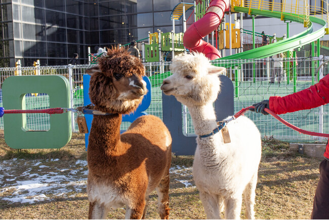 アルパカと間近でふれあえるイベントを開催！雪景色の那須高原を疾走する体…